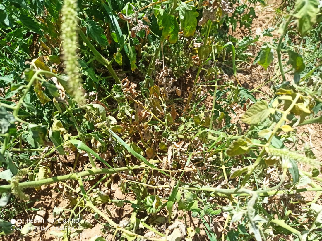 رەشەباکەی پشدەر هەڕەشە لە بەروبوومی جوتیاران دەکات