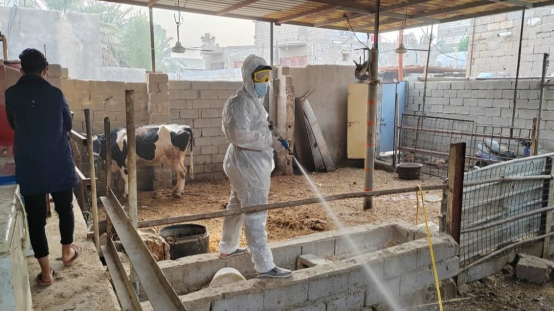 واسط تواجه النزفية.. منع دخول المواشي وحملة لتعقب الجزر العشوائي