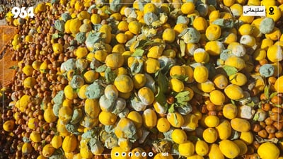 هێندەی نەمابوو سێ تۆن میوەی خراپبوو بە خەڵک بفرۆشرێت