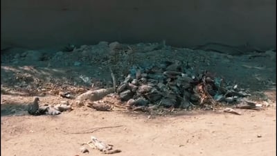 Mass bird die-off in Iraq’s Babil prompts investigation