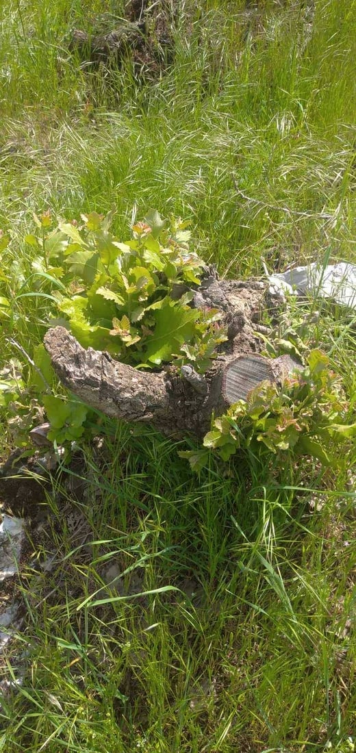 لە گاپێڵۆن و تەوێڵە ژمارەیەک داری سەوز و باڵابەرز بڕدرانەوە