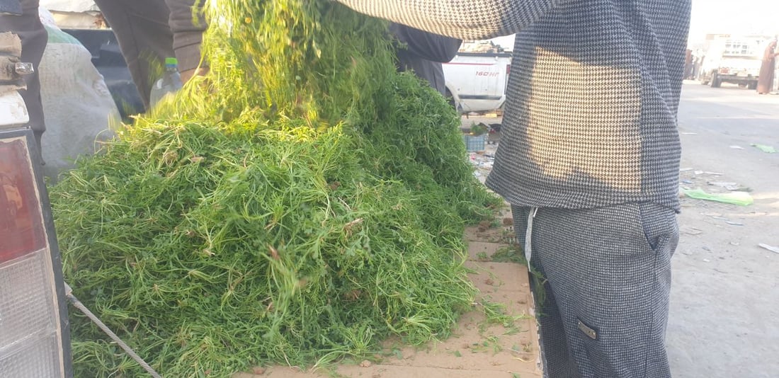 صور: بعد الكمأ.. “رشاد البر” يغزو أسواق الخضروات في المثنى