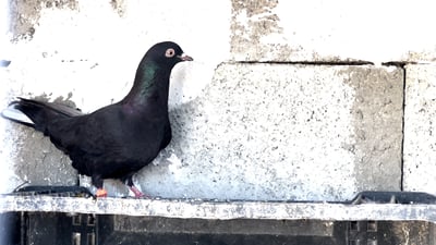 Faw pigeon draws national and international acclaim in competitive Erbil skies