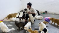 فيديو: بغدادي يداوي جرحه العاطفي برعاية 150 قطة وكلباً ا