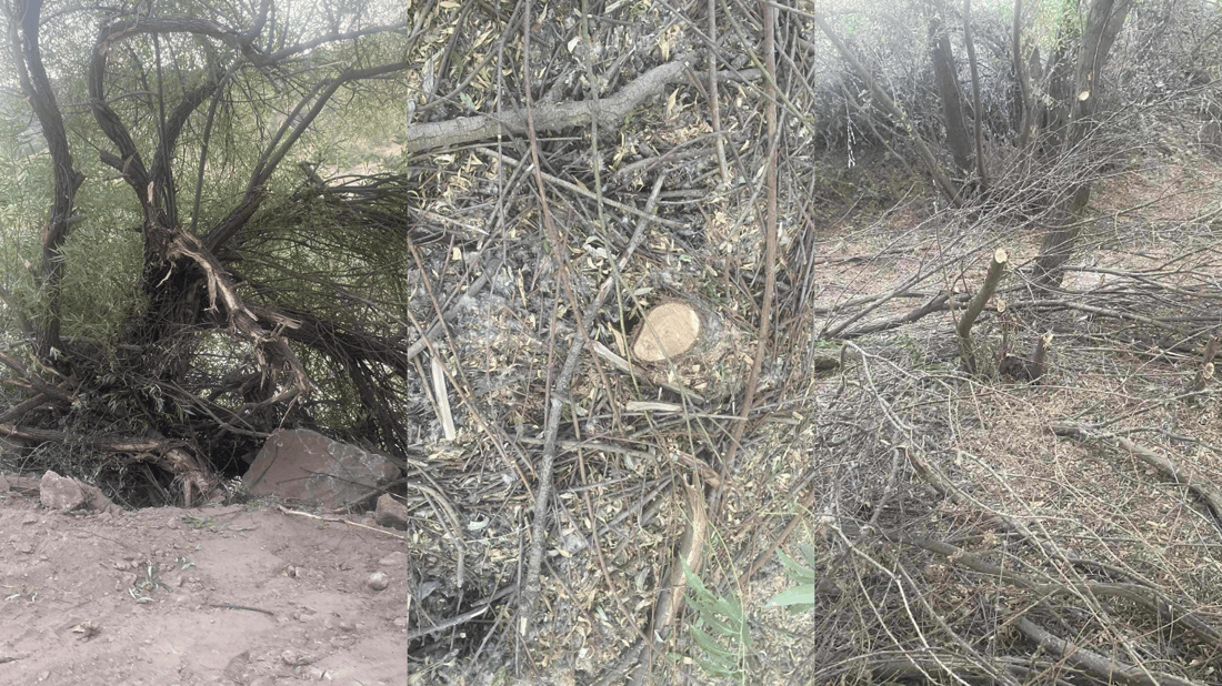 پێنج کەس ژمارەیەک شۆڕەبی لاو و بەتەمەنیان بڕییەوە؛ دەستگیر کران