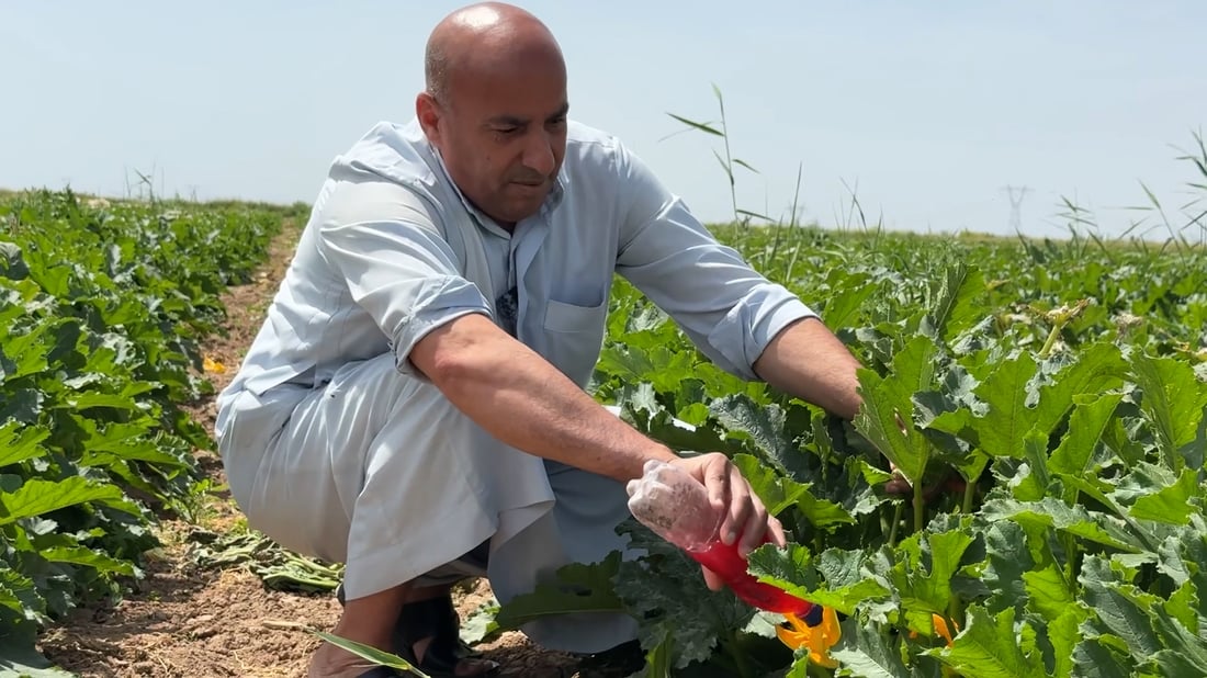 مرق الشجر العراقي 