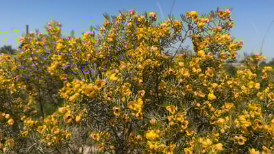 أنقذنا آخر شجرة عراقية من الانقراض والآن صارت آلاف.. شاهد!