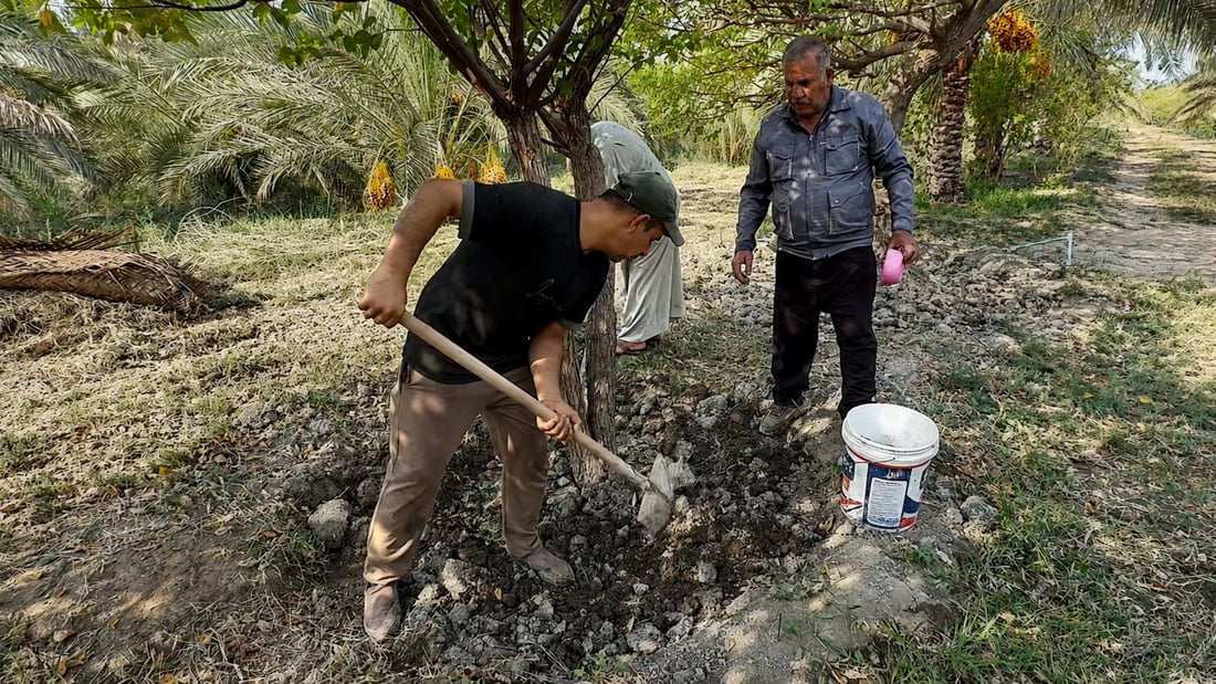 Basra’s jujube growers start fertilizing as the heat drops