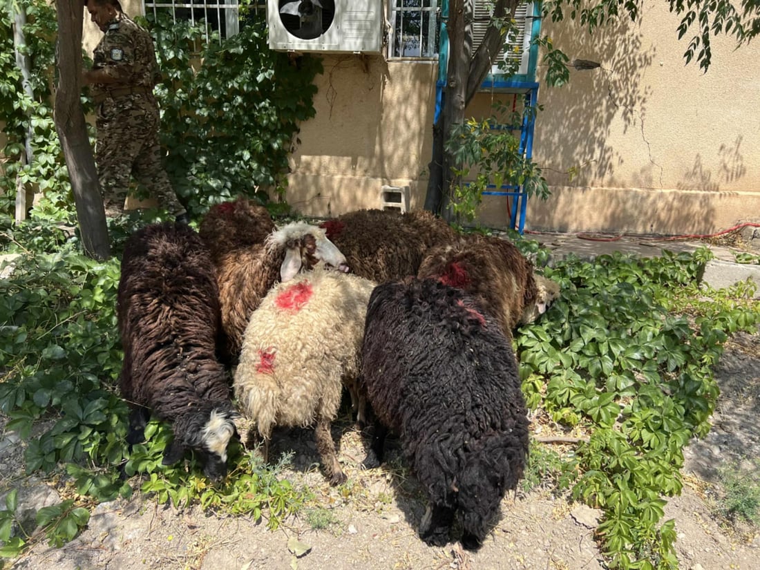 پیكابێكی پڕ لە مەڕی دزراو دەستی بەسەردا گیراو خاوەنەكەشی بۆی دەرچوو