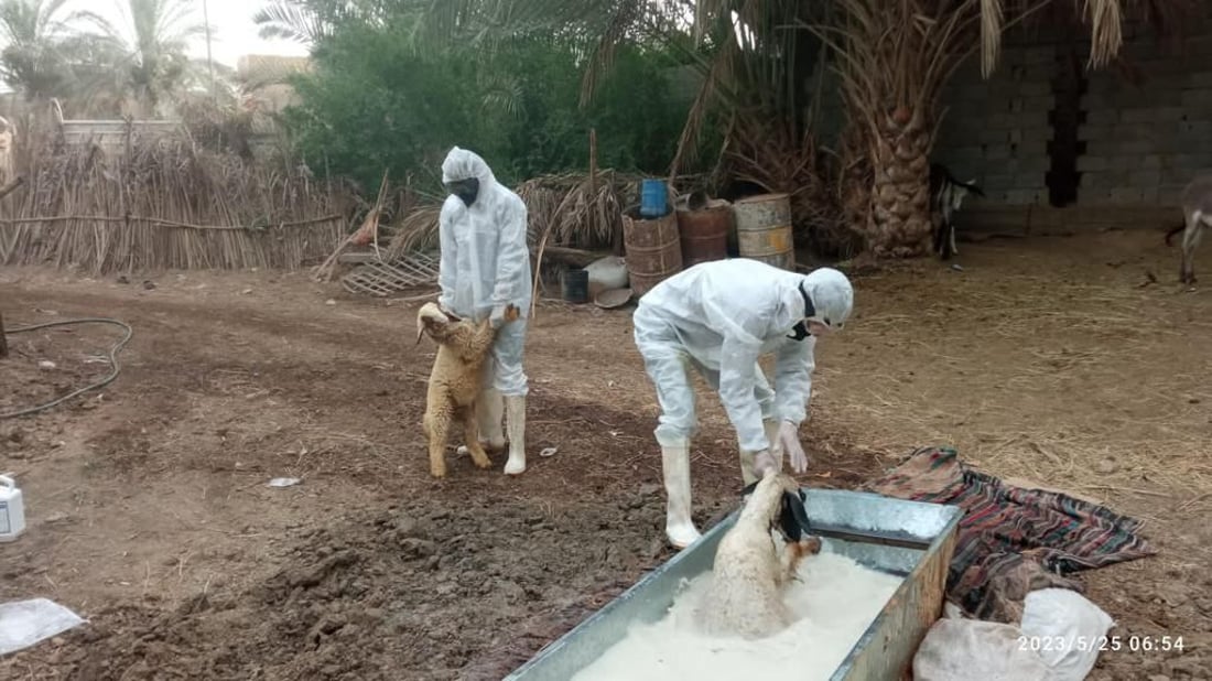صور: الصليب الأحمر يغطس أبقار وأغنام بابل في أحواض التعقيم.. المدينة مازالت صامدة