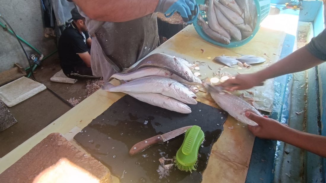 قائمة بأسعار السمك في مزاد الفاو الصباحي لهذا اليوم