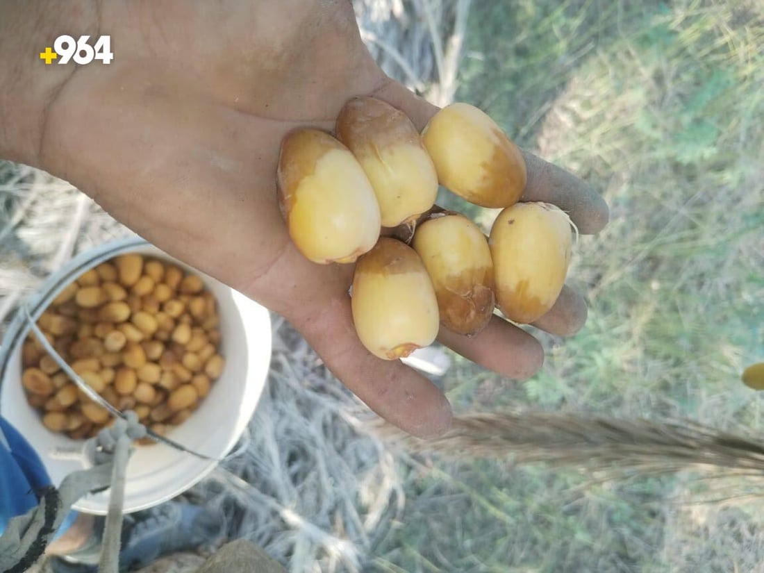 من كل مدينة نخلة نادرة.. بستان عمر الزوبعي يزرع 8 أصناف فقط ويقطف مبكراً (صور)
