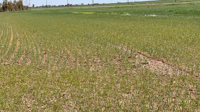 جوتیارانی سنووری قوشتەپە: ماڵوێران و رەنج بە خەسار بووین