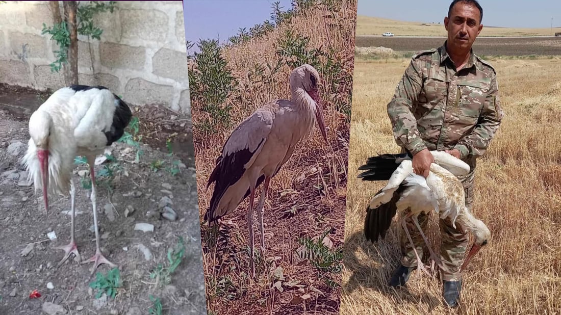 ژینگه‌ى پیره‌مه‌گرون “حاجى له‌قله‌ق”ێكی له‌ مردن رزگاركرد