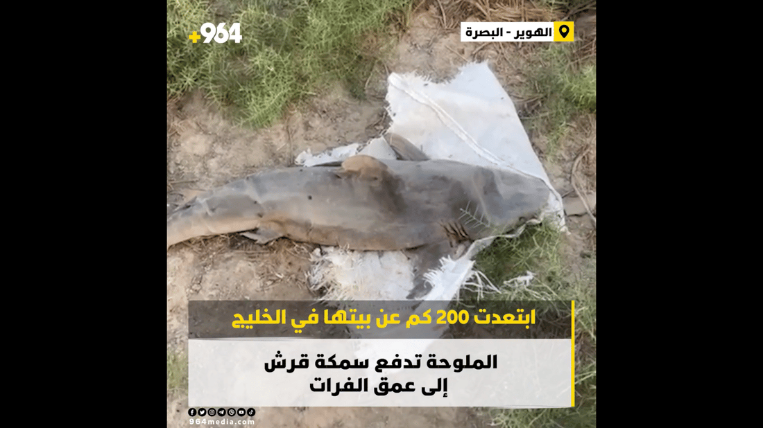 Basra fishermen discover shark in the southern marshes