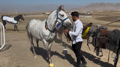 ماینێکی کوردیی رەسەن کە نرخەکەی زیاتر لە 10 هەزار دۆلارە