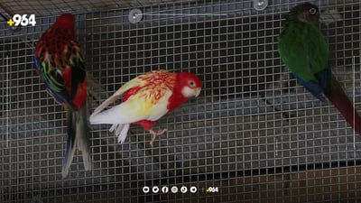 پیاوێک هەزار باڵندە و پەلەوەری “دەگمەن” بەخێودەکات