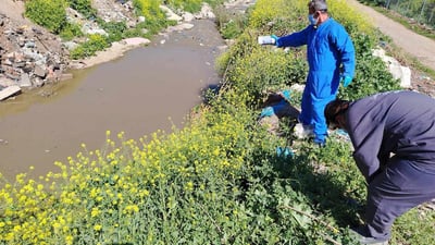تەندروستیی هەڵەبجە قڕکردنی مێش و مەگەزی دەستپێکرد