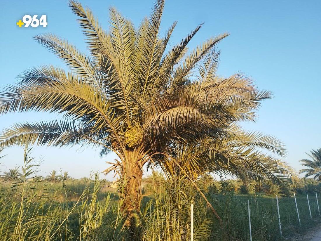 نخيل بابل يتغلب على الجفاف بالآبار الارتوازية.. الزراعة تؤكد وفرة الإنتاج هذا العام