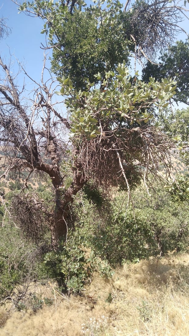 به‌ڕوو و مازووه‌كانى سنوورى ناحیه‌ى سیوه‌یل توشی نه‌خۆشی بوون