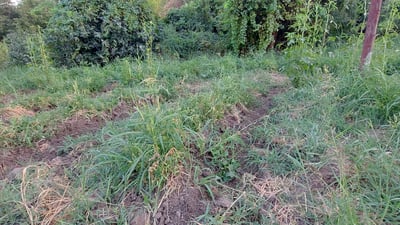 بەراز زەویە کشتوکاڵییەکانی گوندەکانی ئامێدی وێران کردووە