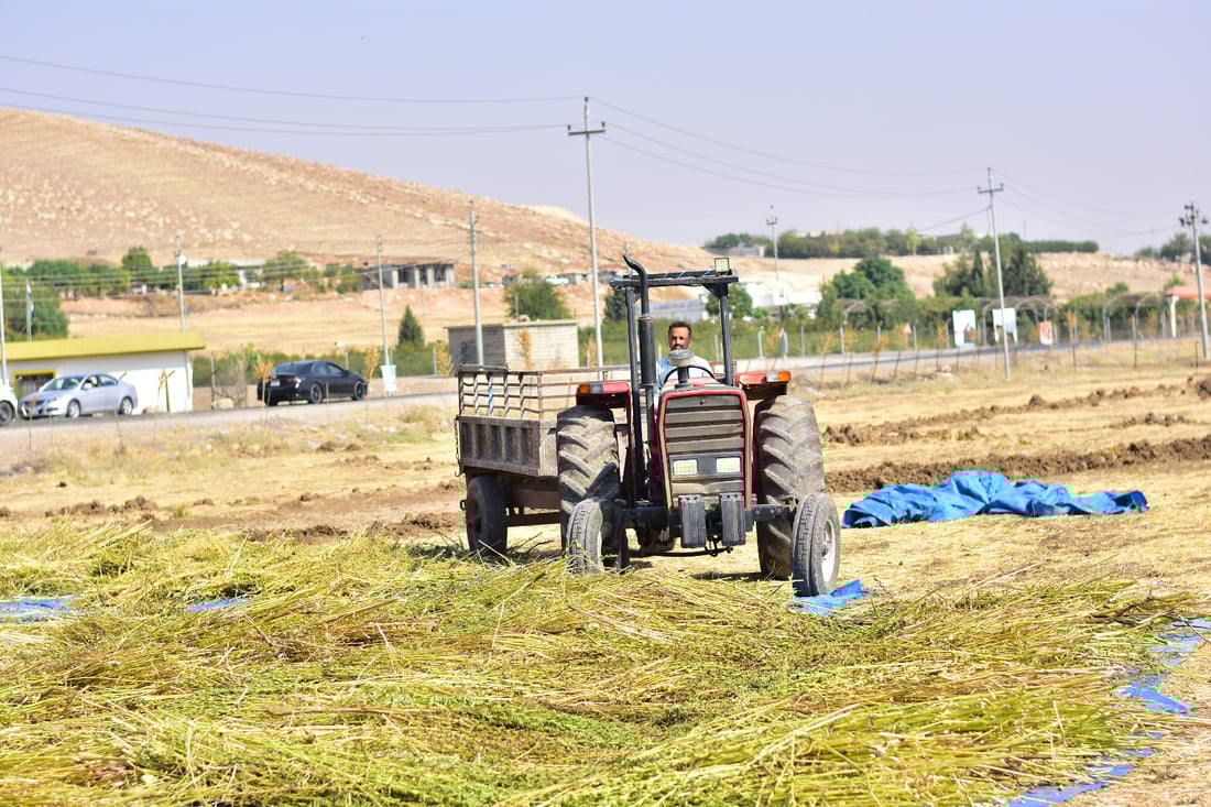 Sesame harvest begins in Mwan village despite irrigation challenges