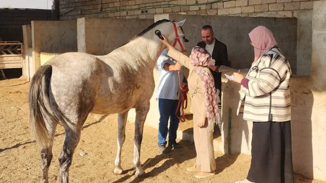 Nineveh documents newborn and newly purchased horses in push to build national registry
