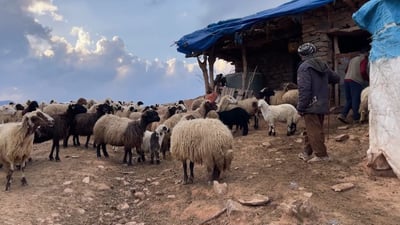 Migratory herders prepare to move to Kurdistan’s mountainous areas