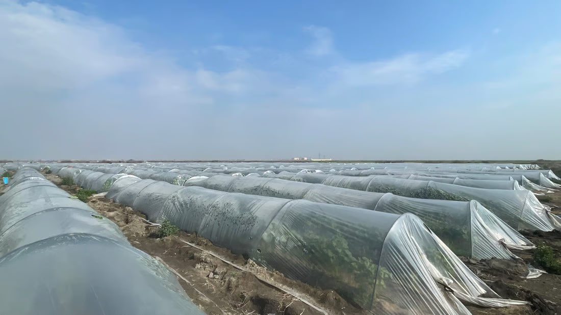 Basra okra fetching $13 per kilo