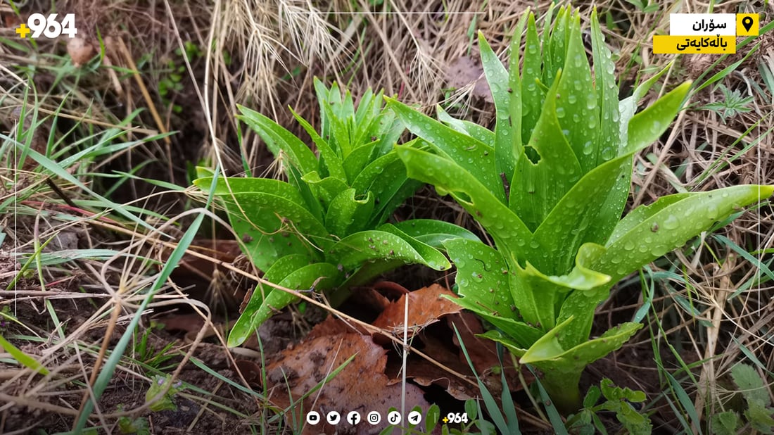 پڕۆژه‌یه‌ك بۆ به‌زیندووهێشتنه‌وه‌ى گوڵه‌ شلێر به‌ڕێوه‌ده‌چێت