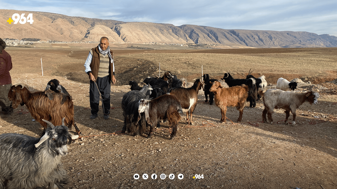 لە هەریر مەیدانێکی جیاوازی ئاژەڵان کراوەتەوە