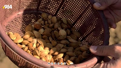 له‌ گوندێكی دینارته‌ به‌هه‌زاران ده‌نكه‌ خۆخ و قه‌یسی چێندران