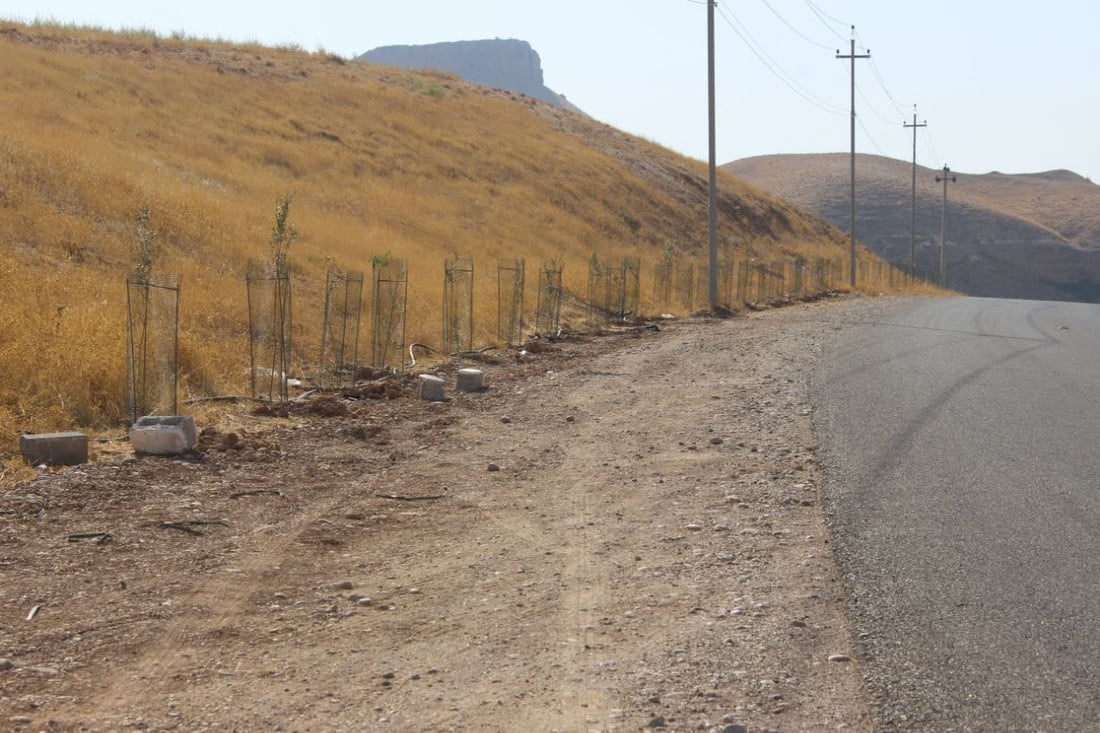 لەسەر رێگەی سەرەکی ئۆمەرگومبەت 750 دار زەیتون دەچێنرێت