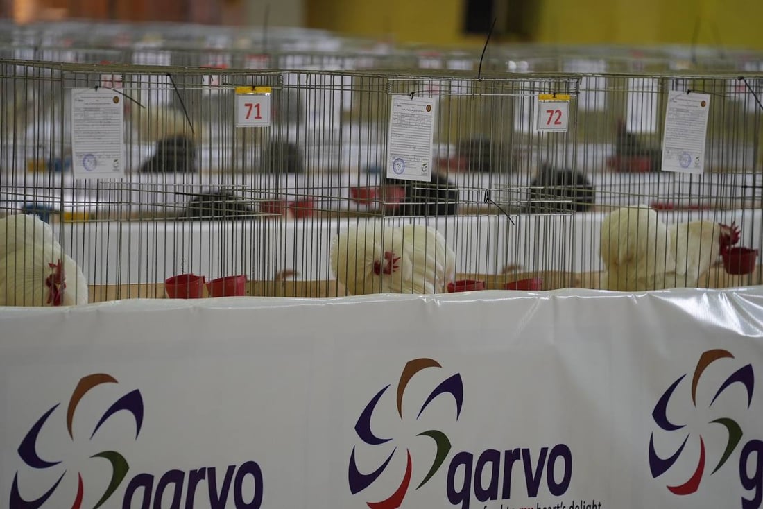 صور: دجاجة بصراوية وديك أربيلي أجمل طيرين في العراق.. مسابقة بإشراف تركي