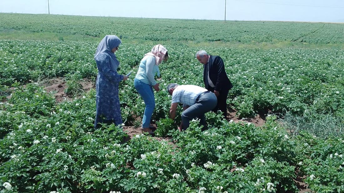 ئاكرێ ده‌ستى به‌ چاندنى برنج كرد و جۆرێكی په‌تاته‌شی پێگه‌یشتووه‌