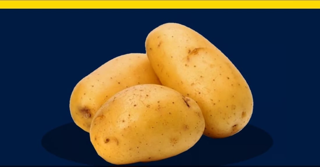 Kurdish farmers cultivate successful Dutch potato variety