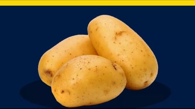 Kurdish farmers cultivate successful Dutch potato variety