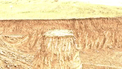 هێلانەی دایکانە باڵندەکە لە جێگەی خۆی نەماوە