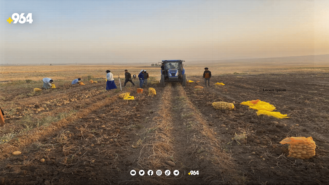 بەرهەمی پەتاتەی بەردەڕەش هەزاران تۆنە و ساغ نابێتەوە