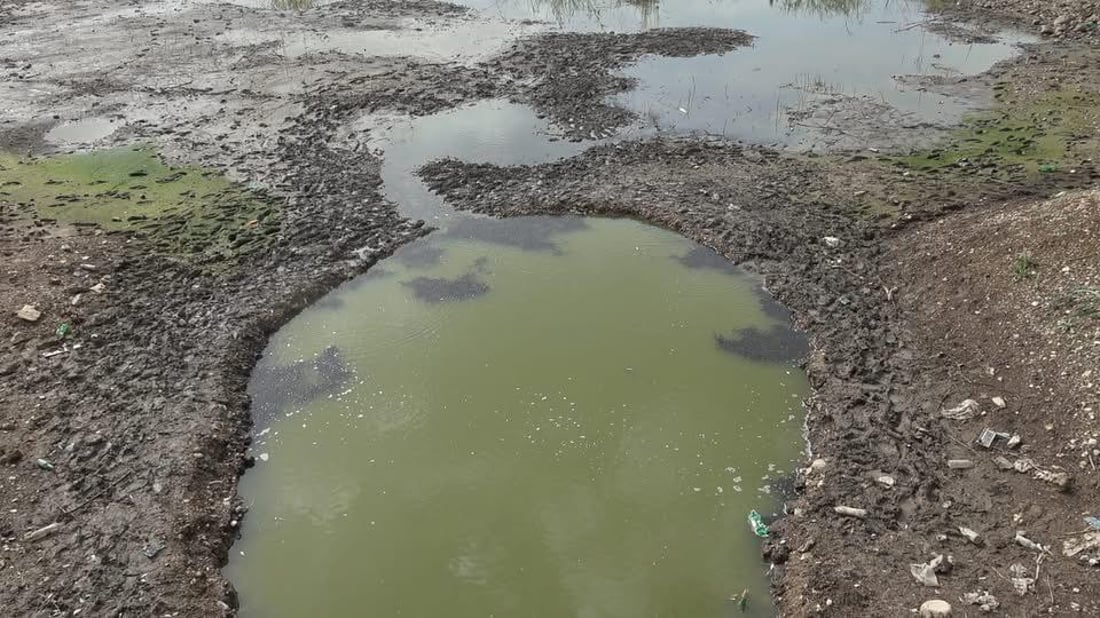 بەهۆى وشکبوونى سەرچاوەى ئاوى حەسار 10 هەزار پەنجەماسى گواسترانەوە