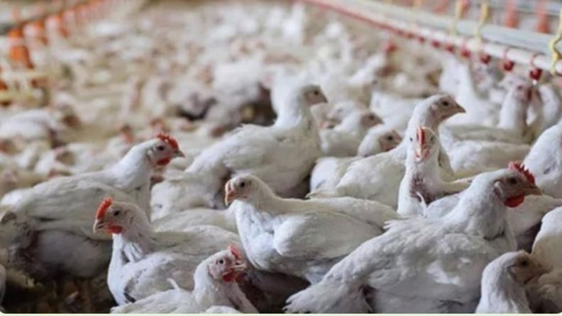 Viral outbreak hits poultry farms in Kurdistan and Iraq