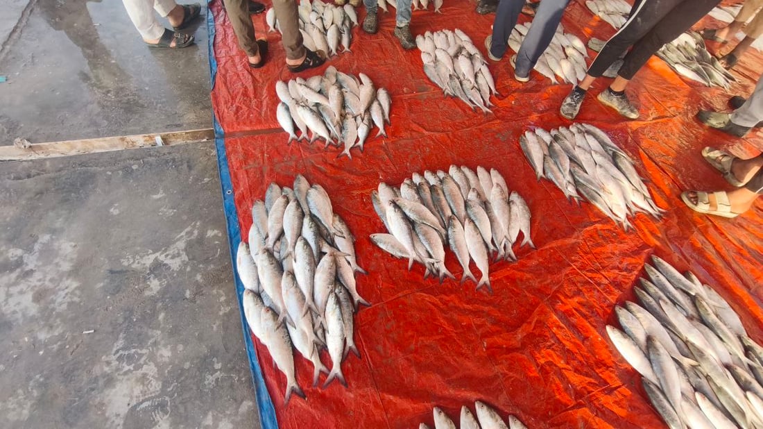 صور: عودة سمك الداكوك إلى أسواق الفاو بكمية 500 كغم.. الكيلو بـ 13 ألف دينار