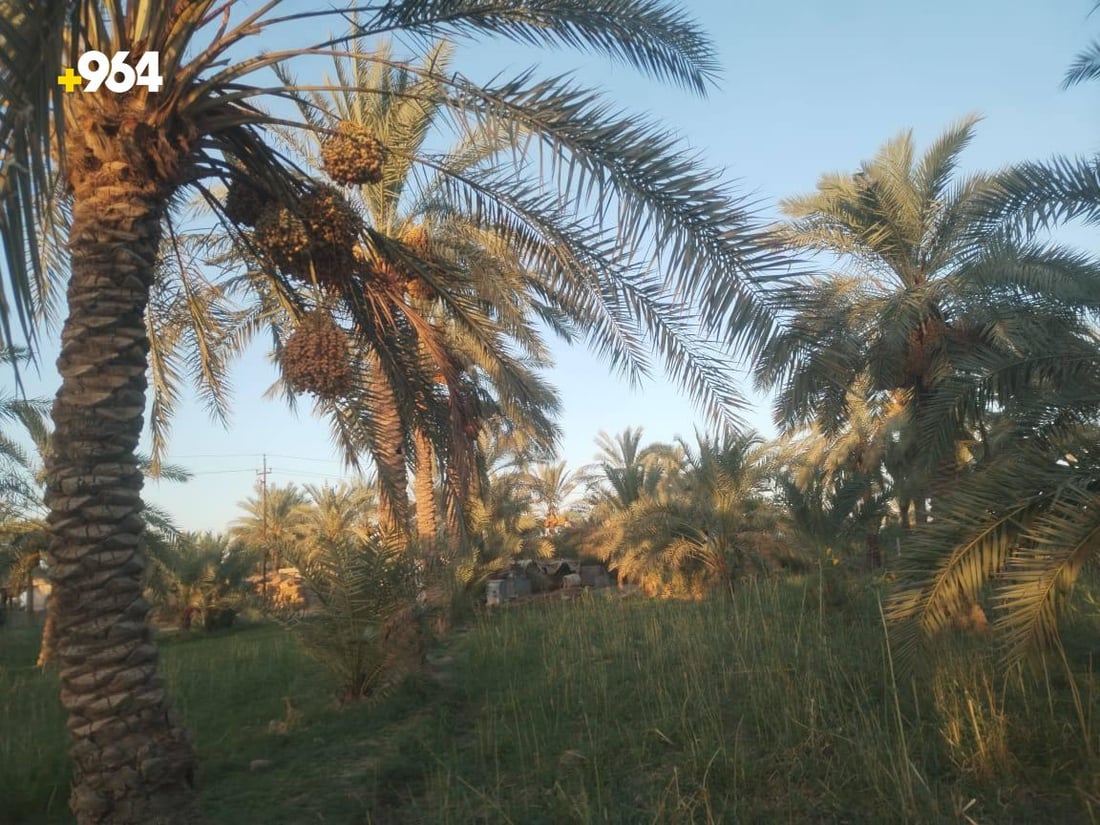 من كل مدينة نخلة نادرة.. بستان عمر الزوبعي يزرع 8 أصناف فقط ويقطف مبكراً (صور)