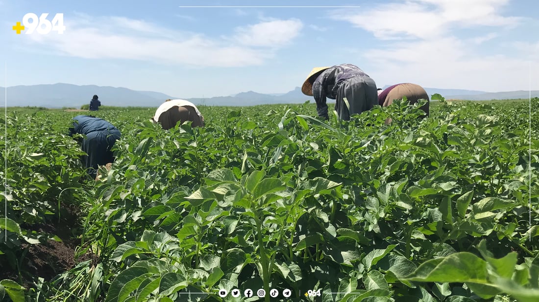 پەتاتە ئۆتۆمبێل بە جوتیارێک دەفرۆشێت