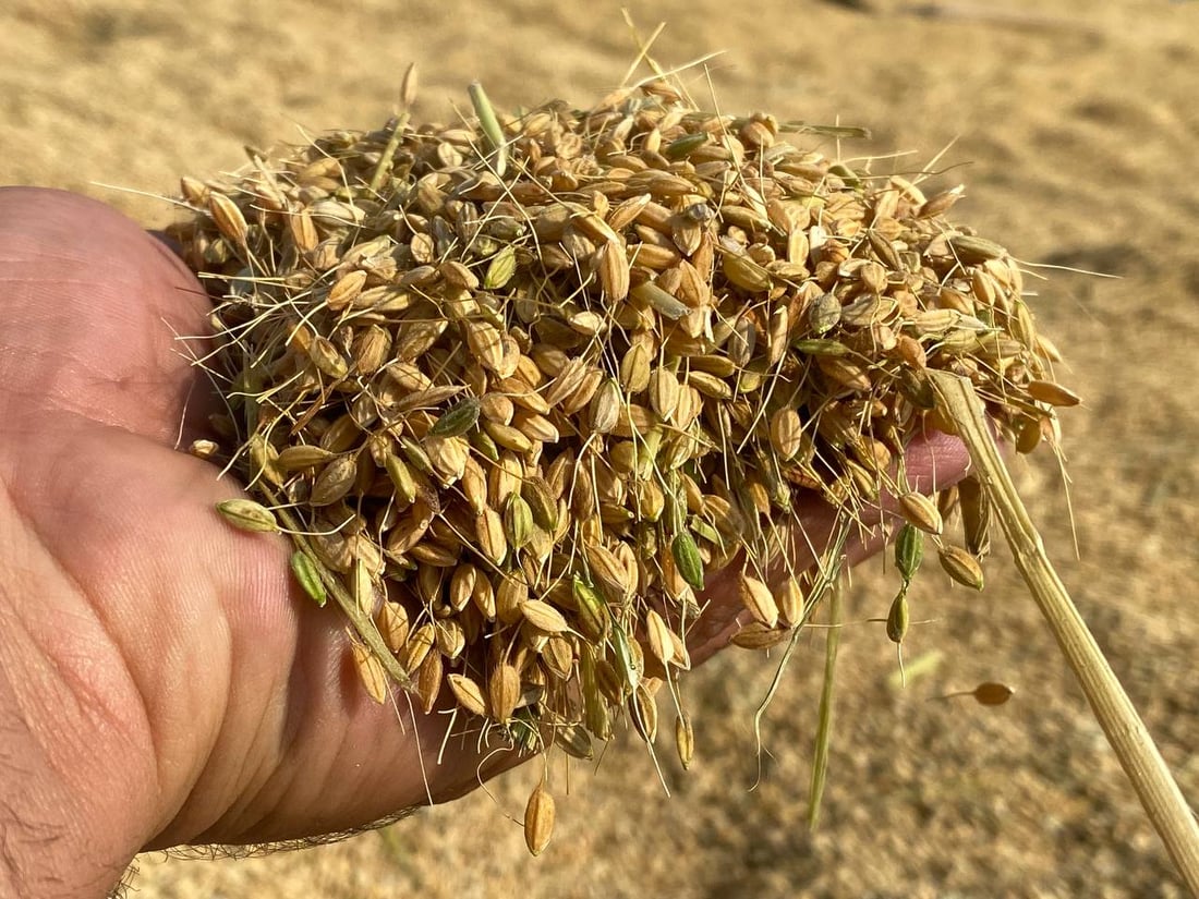برنجى باتاس گۆڵى خۆى کرد