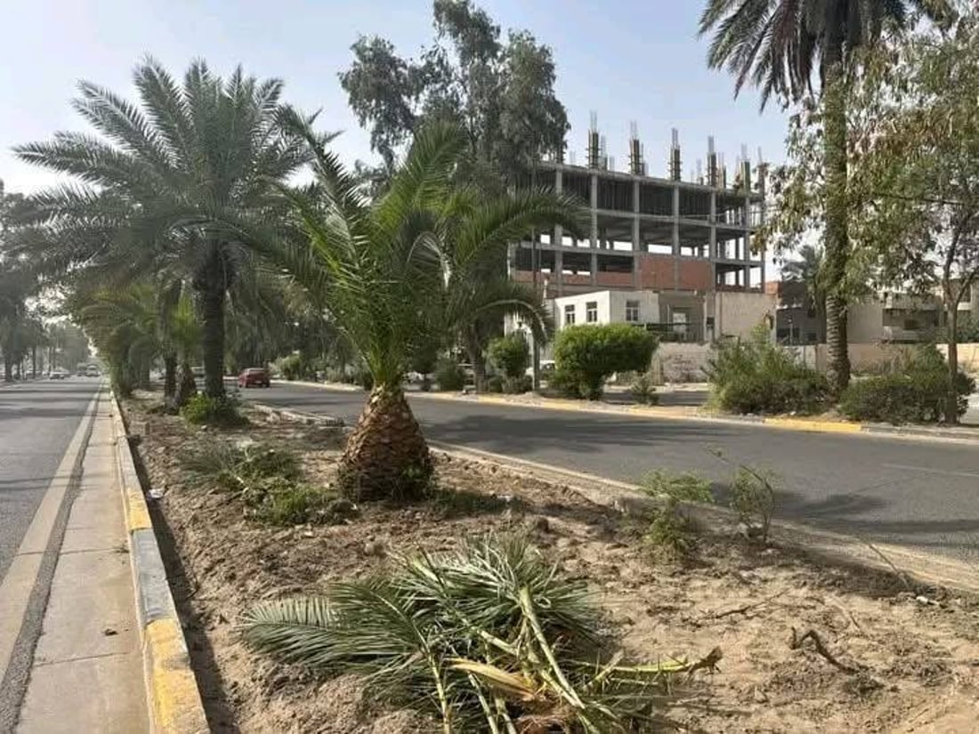بلدية المنصور عن قلع أشجار شارع اليرموك: مريضة ونخشى سقوطها على المواطنين