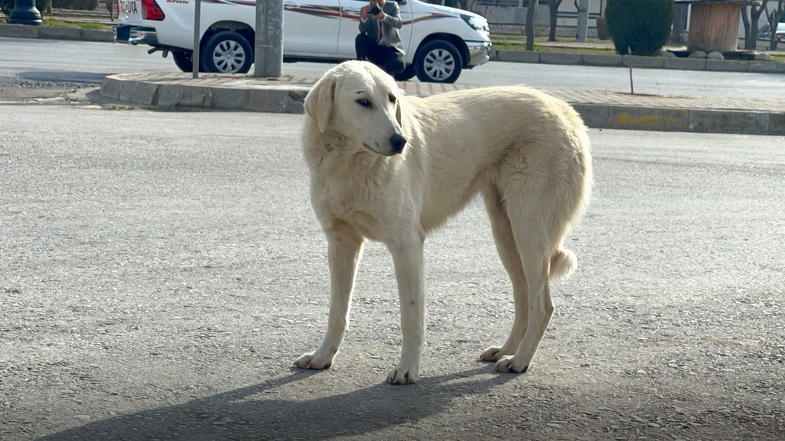 سەگە بێ لانەکانی ئیدارەی راپەڕین دەبرێنە سلێمانی