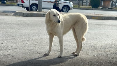سەگە بێ لانەکانی ئیدارەی راپەڕین دەبرێنە سلێمانی