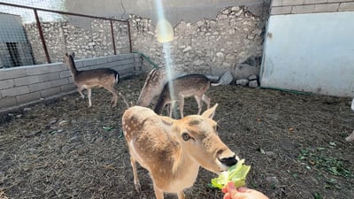 هذا موعد تزاوج الغزلان في العراق.. دخلنا بيت جميلات “فلودير”