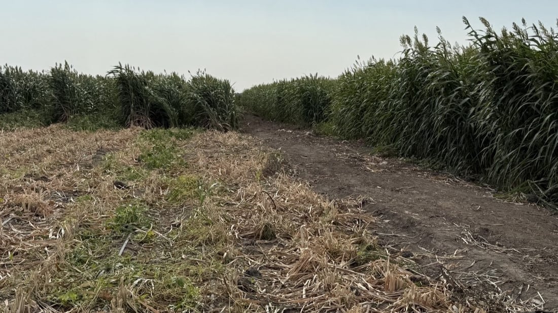 Man found dead in drainage canal north of Basra